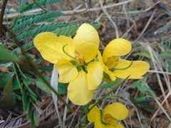 Senna holwayana