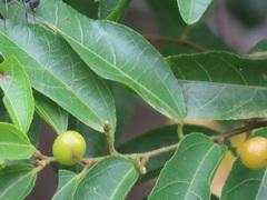 Grewia caffra
