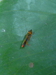 Acrogonia terminalis