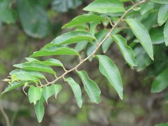 Grewia caffra