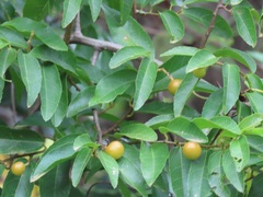 Grewia caffra