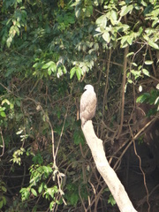 Haliaeetus