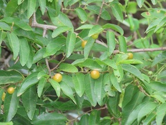 Grewia caffra