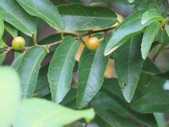Grewia caffra