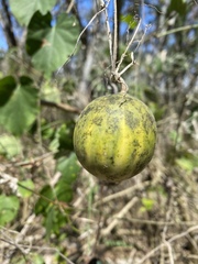 Polyclathra cucumerina