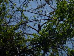 Macheiramphus alcinus