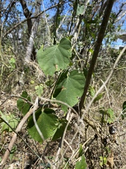 Polyclathra cucumerina