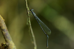 Melanesobasis flavilabris