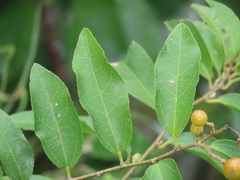 Grewia caffra