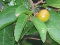 Grewia caffra