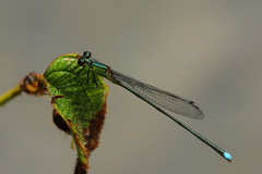 Nesobasis comosa