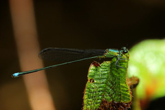 Nesobasis comosa