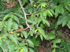 Grewia caffra
