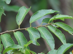 Grewia caffra