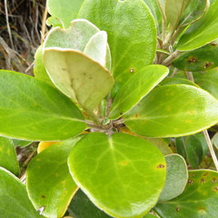 Brachyglottis elaeagnifolia