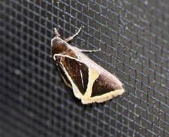 Agamana conjungens