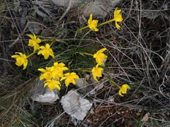 Narcissus