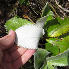 Macrolearia colensoi