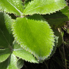 Macrolearia colensoi