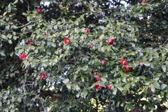 Camellia japonica