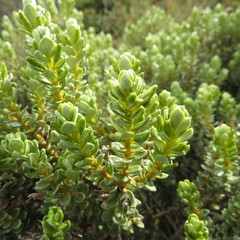 Olearia nummulariifolia