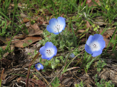 Nemophila menziesii menziesii