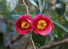 Camellia japonica
