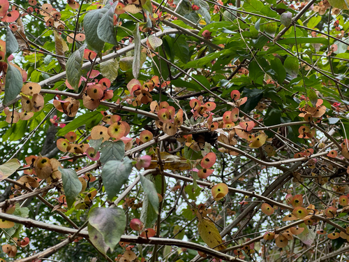 Holmskioldia sanguinea