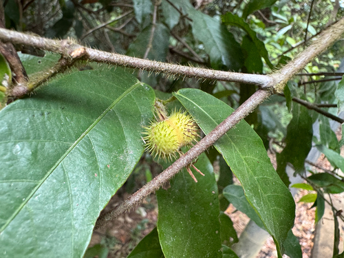 Hancea hookeriana