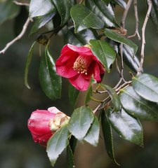 Camellia japonica
