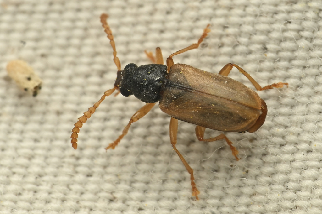 Mycterus quadricollis