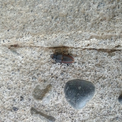 Erichius vittatus vittatus