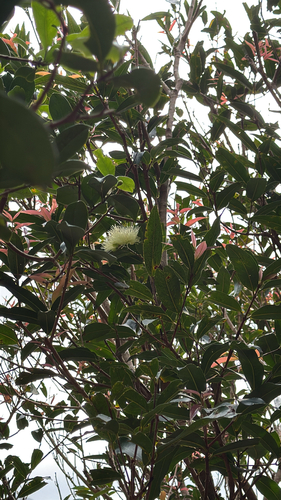 Syzygium jambos observed 2026-03-09
