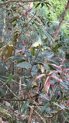 Syzygium jambos observed 2026-03-09