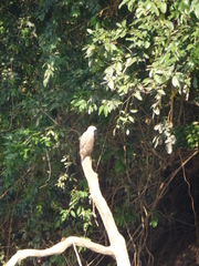 Haliaeetus