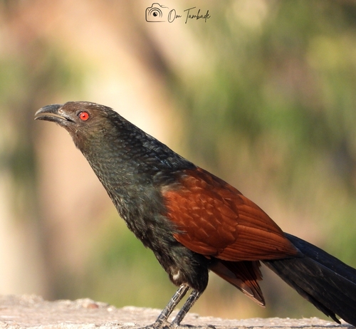 Greater Coucal