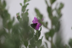 Eprius veleda veleda