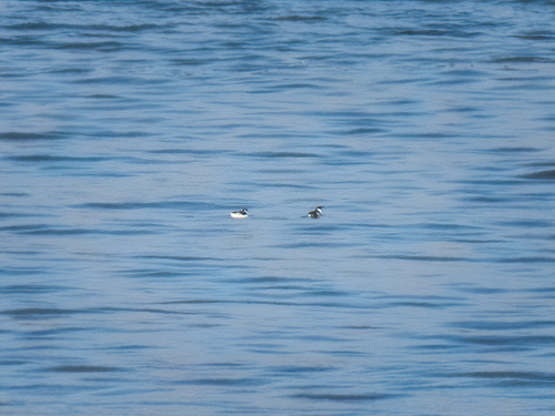 Marbled Murrelet (Brachyramphus marmoratus), photo 5