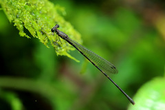 Melanesobasis flavilabris