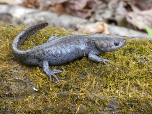 Mole Salamander, Ambystoma talpoideum