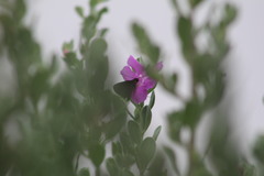 Eprius veleda veleda