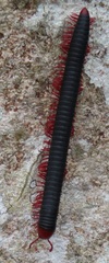 Orthoporoides