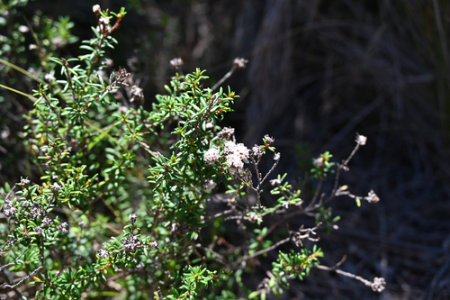 Spyridium scortechinii, photograph 4