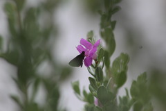 Eprius veleda veleda