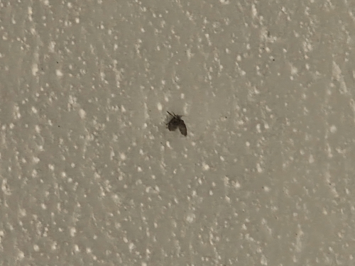 Unknown species found near Maria & Isadore LNT, Stevens Point, WI 54481, USA