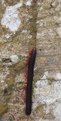 Orthoporoides