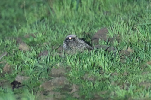 Common Poorwill (Phalaenoptilus nuttallii), photo 4