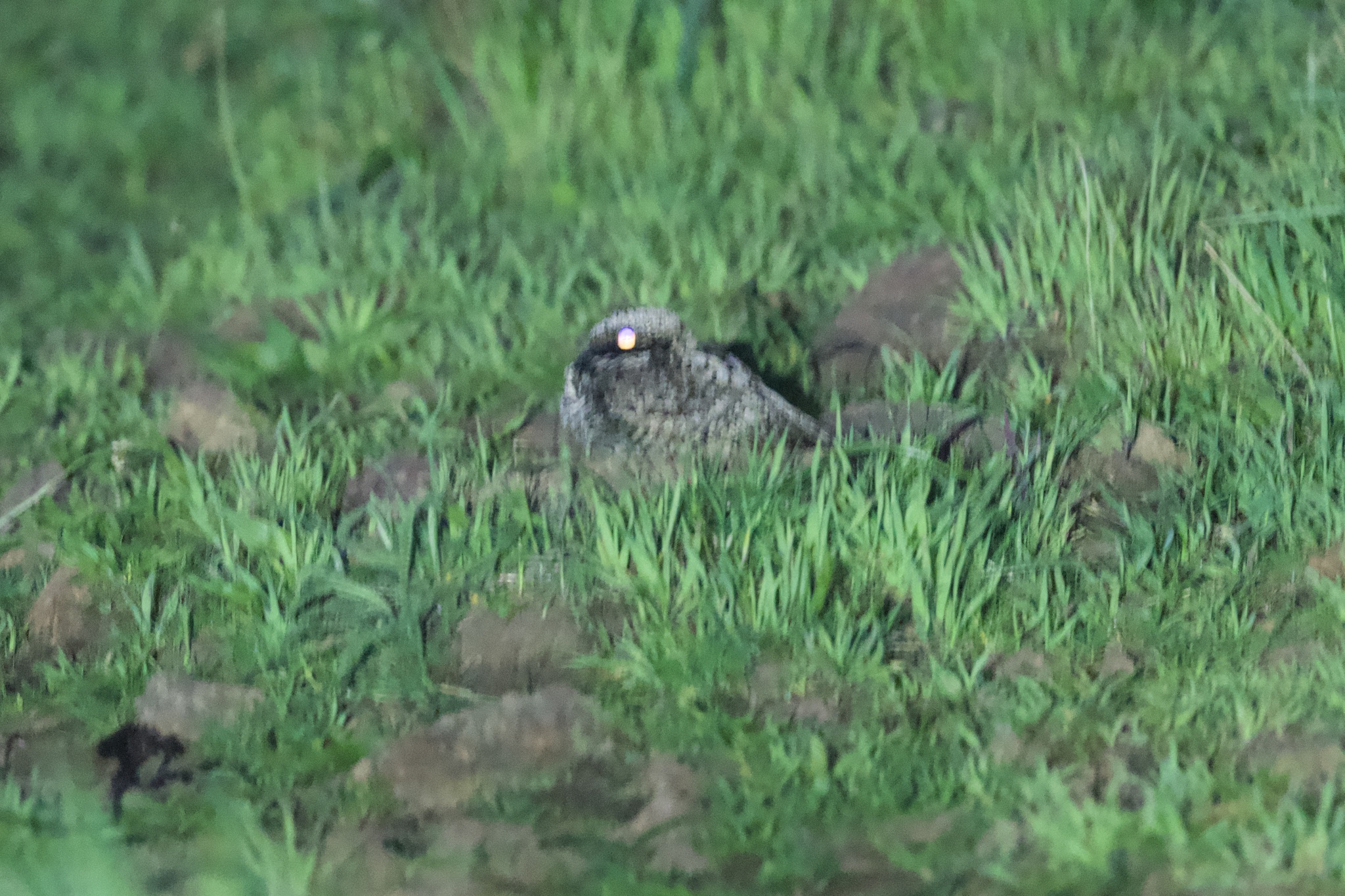 Common Poorwill (Phalaenoptilus nuttallii), photo 4