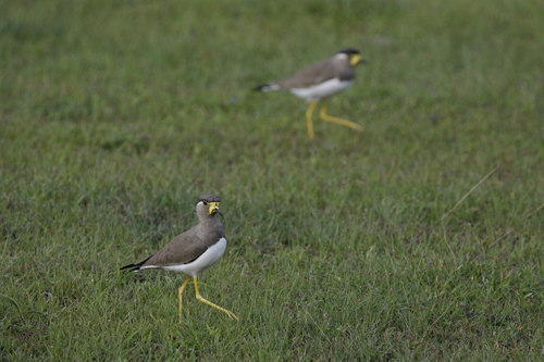 Yellow-wattled Lapwing (Vanellus malabaricus), photo 5