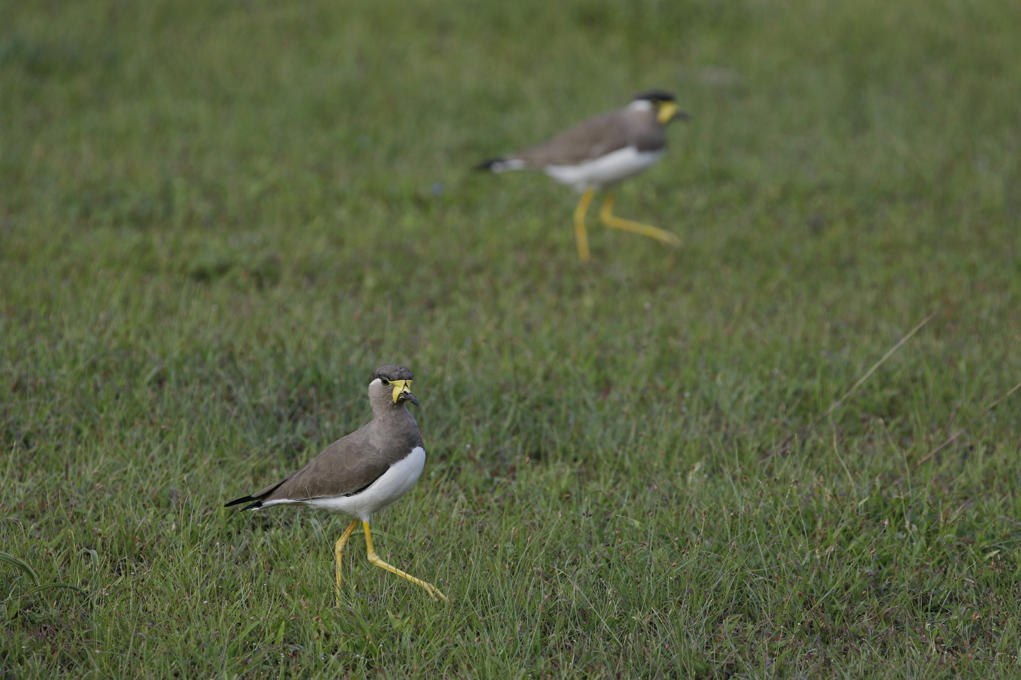 Yellow-wattled Lapwing (Vanellus malabaricus), photo 5